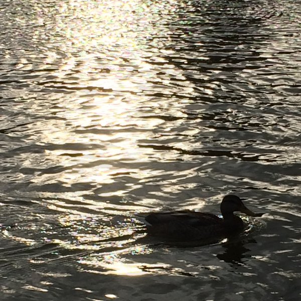 jardin des tuileries 2